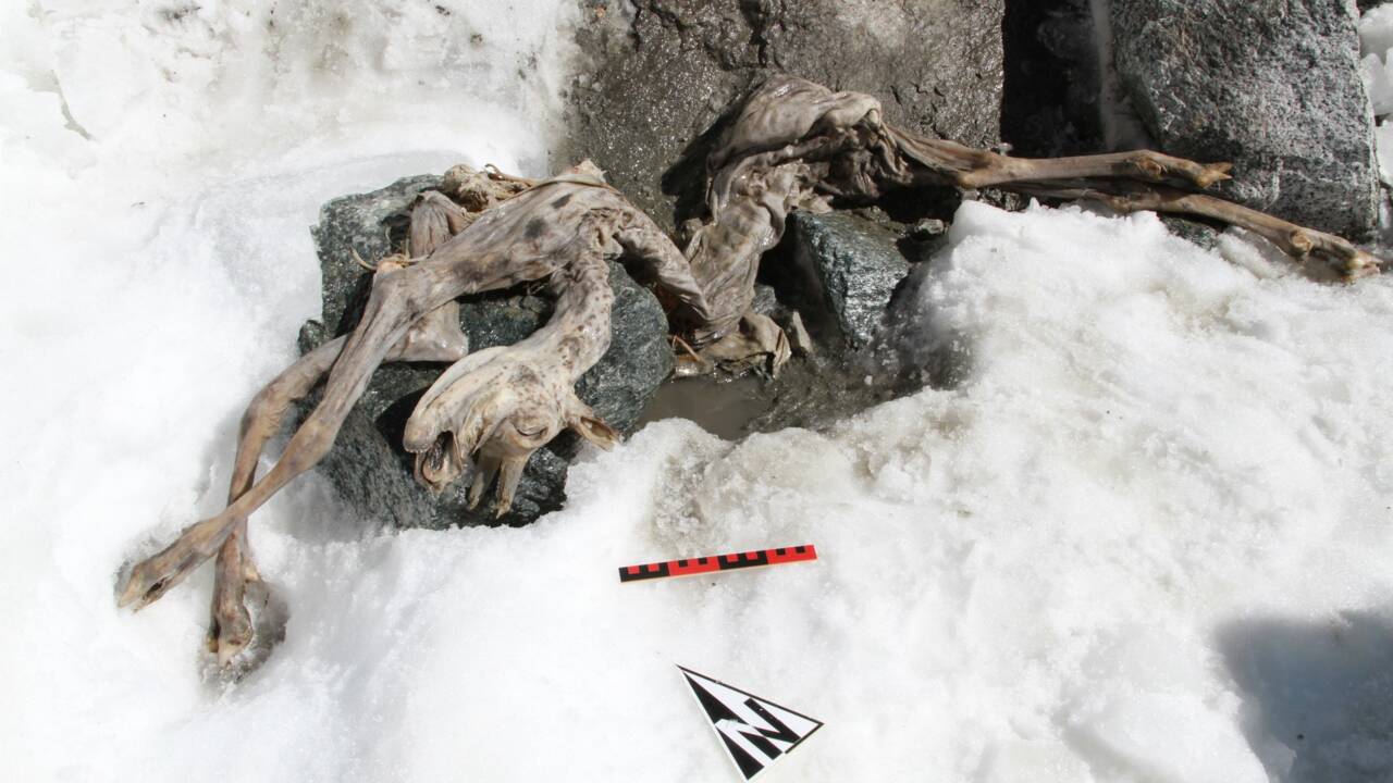Italie : un alpiniste découvre un chamois momifié depuis 400 ans sur un glacier