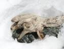 Italie : un alpiniste découvre un chamois momifié depuis 400 ans sur un glacier