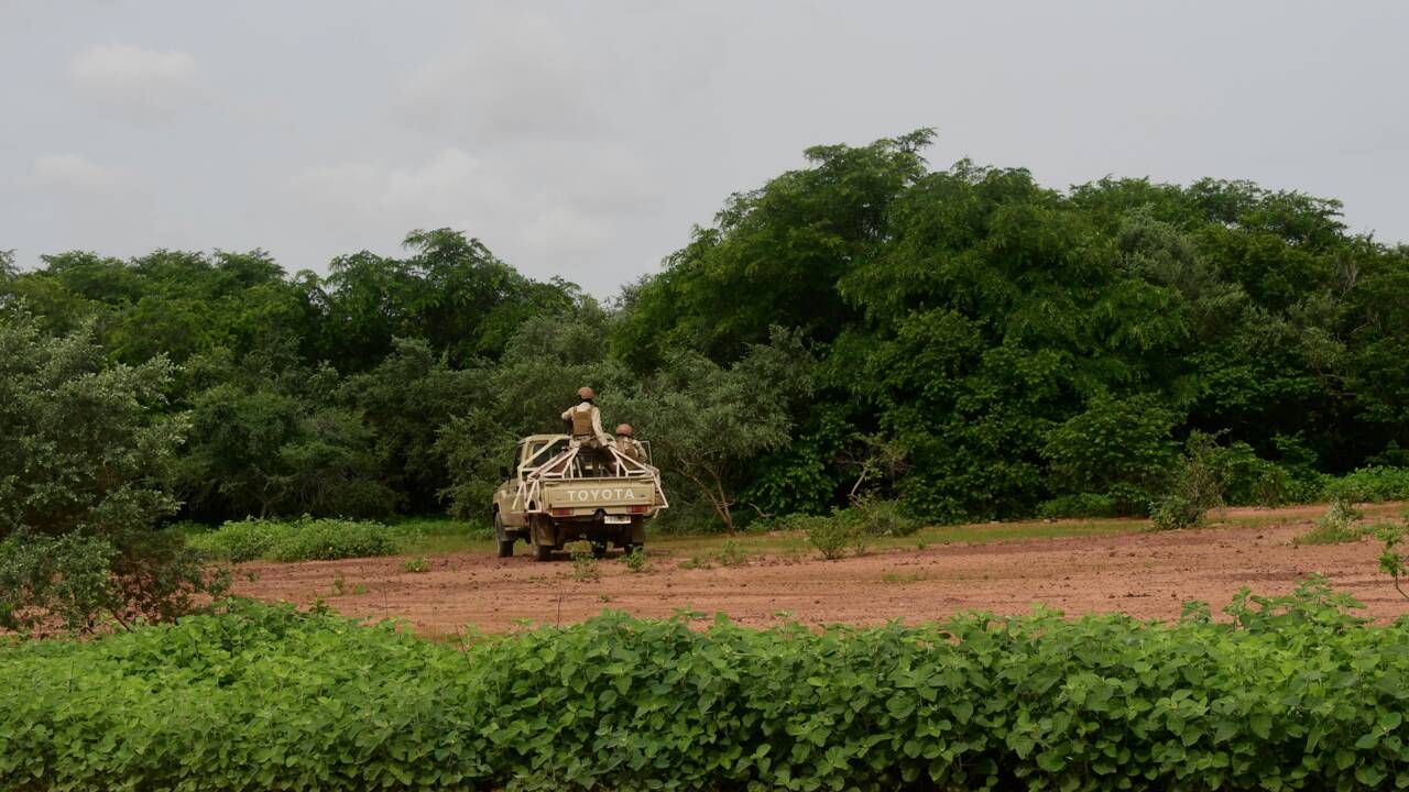Niger : la réserve des girafes menacée, après une attaque jihadiste