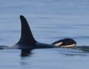 L'orque qui avait poussé son bébé mort pendant 17 jours a donné naissance à un nouveau petit