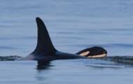 The killer whale that pushed its dead baby for 17 days gave birth to a new calf
