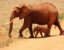 Kenya : un festival proposera d’adopter un éléphant