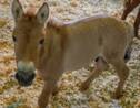 Le premier cheval de Przewalski cloné vient de voir le jour au Texas