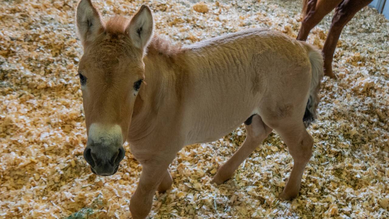 Le premier cheval de Przewalski cloné vient de voir le jour au Texas