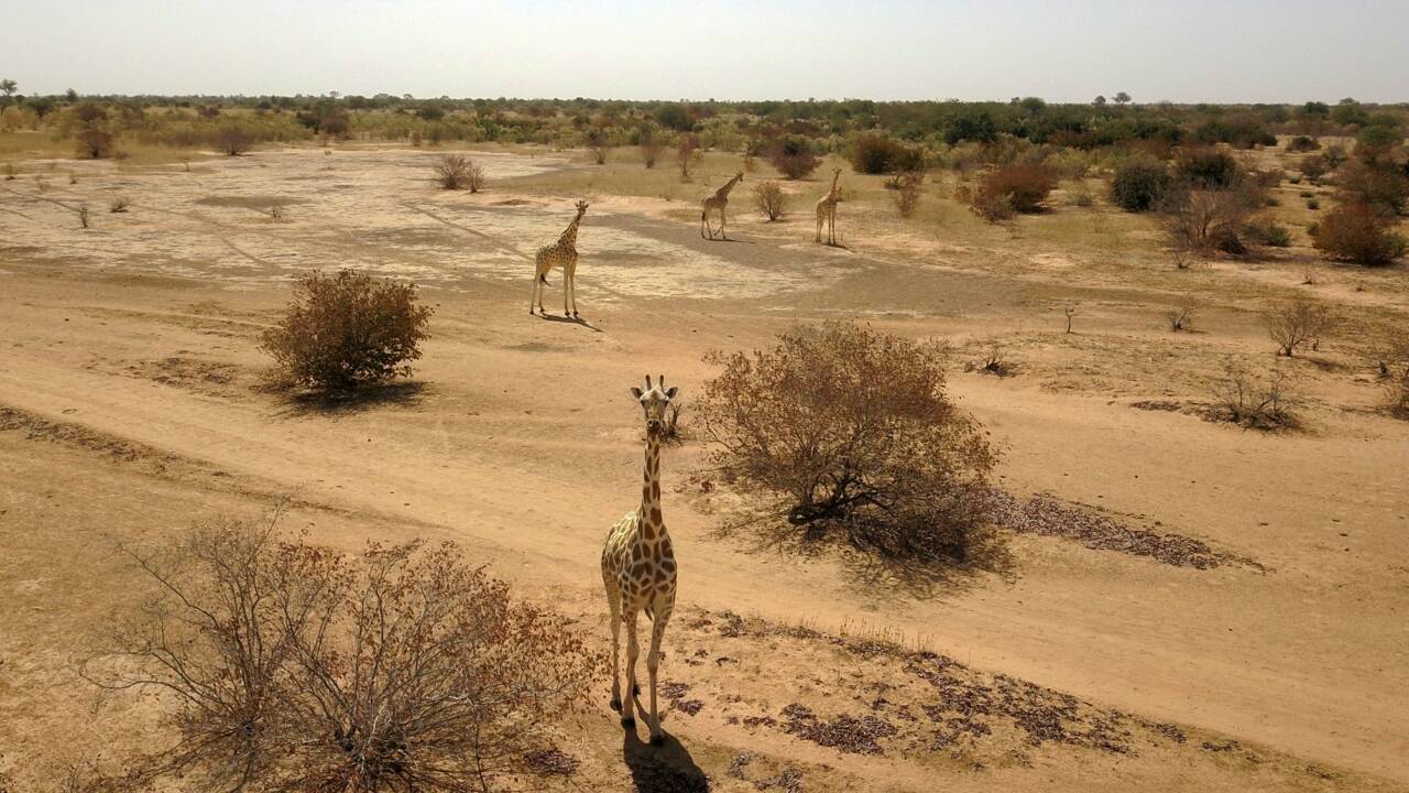 Niger : la réserve des girafes menacée, après une attaque jihadiste