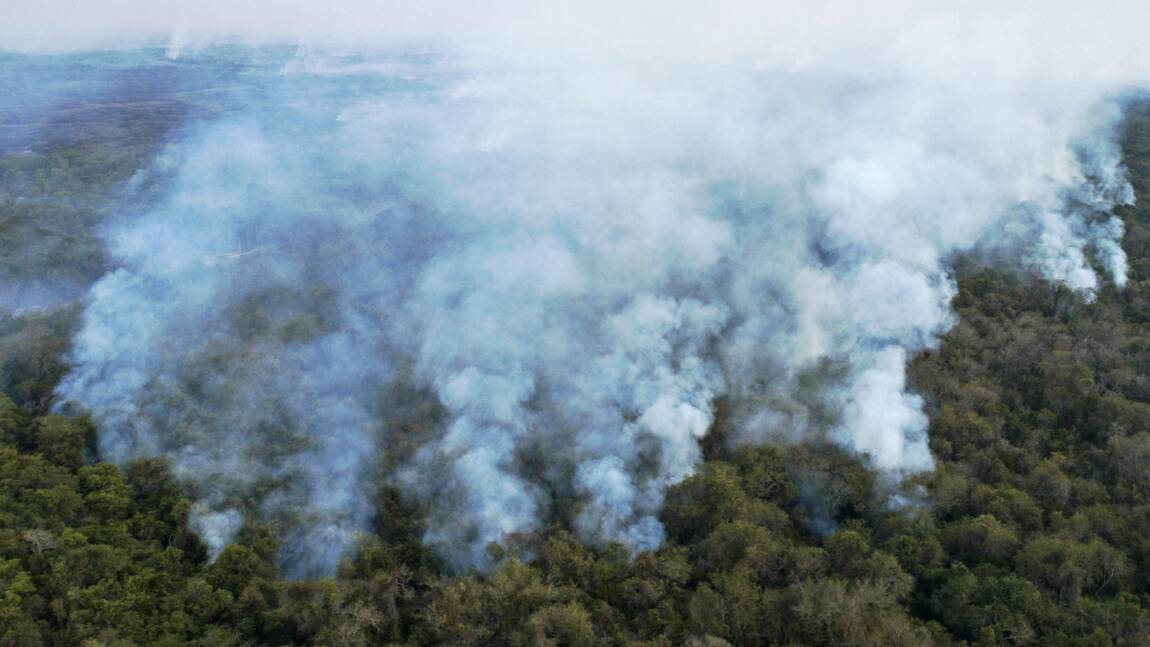 Brésil: un sanctuaire de jaguars menacé par les incendies