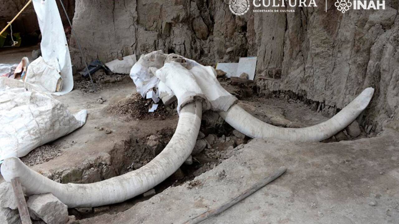 Mexique : des ossements de mammouths très bien préservés exhumés sous le futur aéroport
