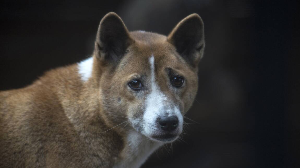 Des chiens chanteurs que l'on pensait éteints redécouverts en Nouvelle-Guinée