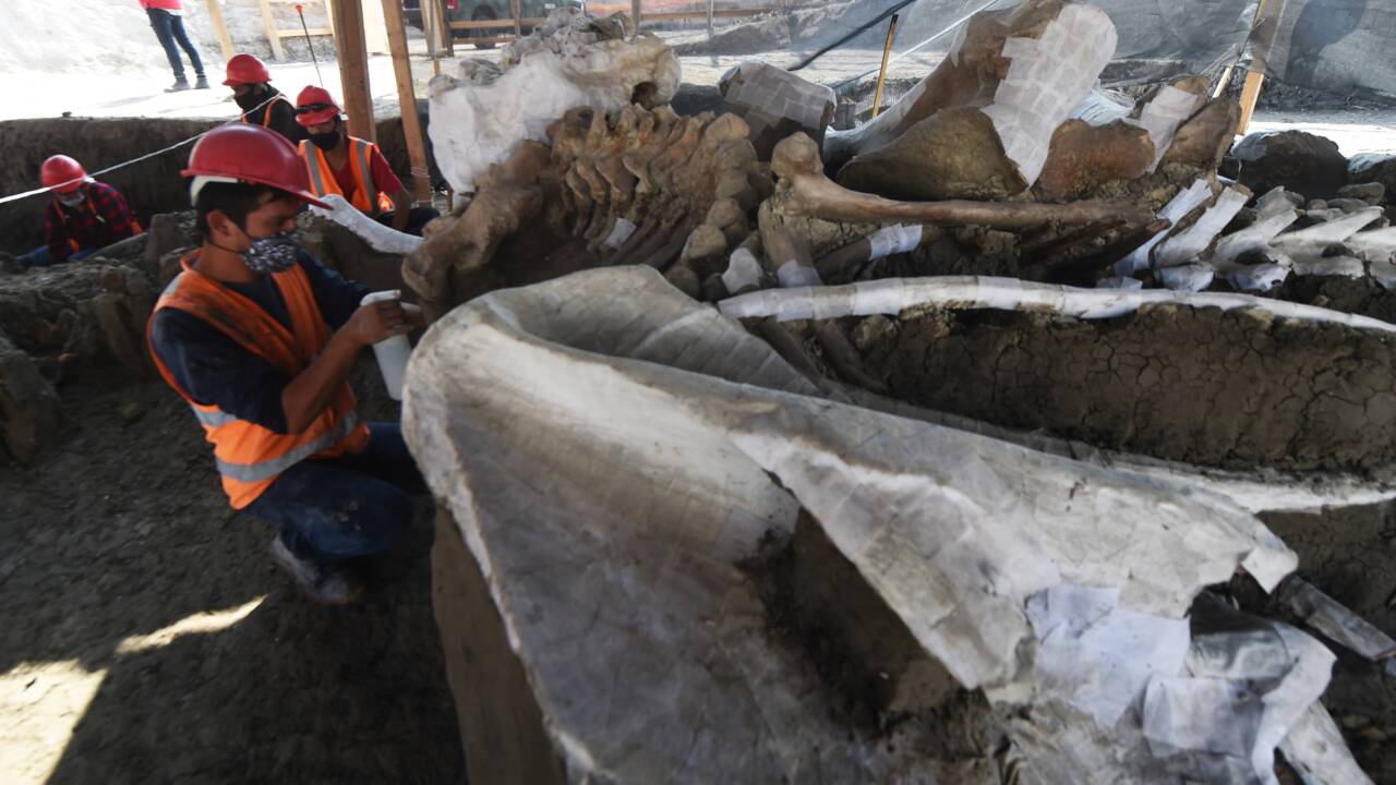 Mexique : des ossements de mammouths très bien préservés exhumés sous le futur aéroport