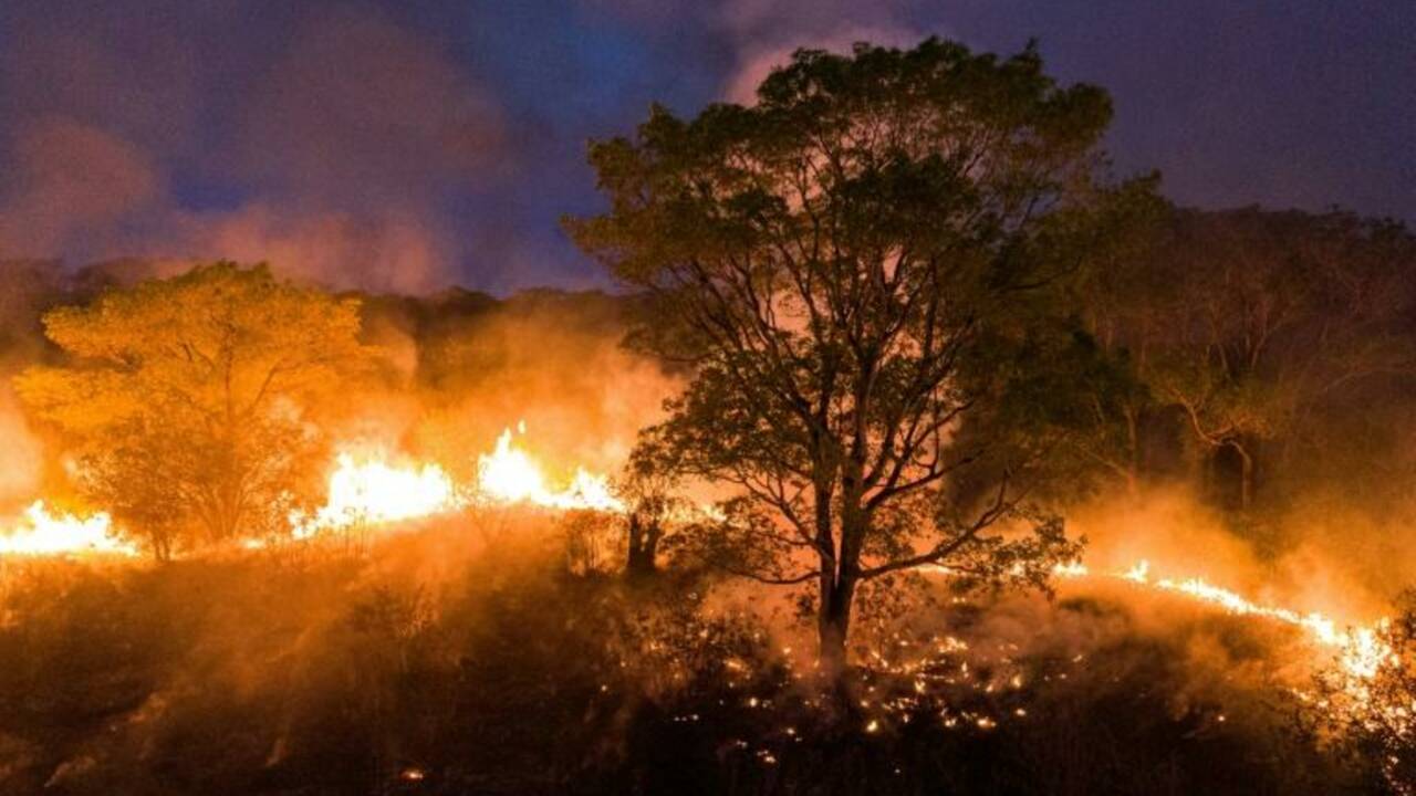 Le Pantanal, un paradis vert dans l'enfer des flammes