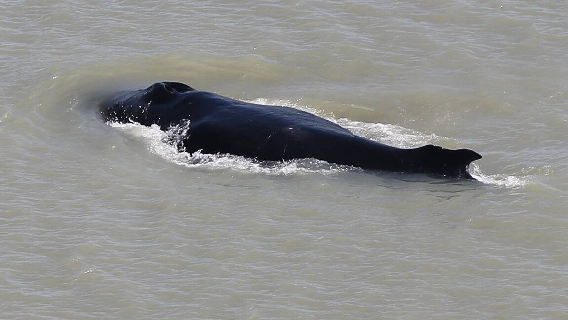 En Australie, des baleines à bosse s'égarent dans une rivière infestée de crocodiles