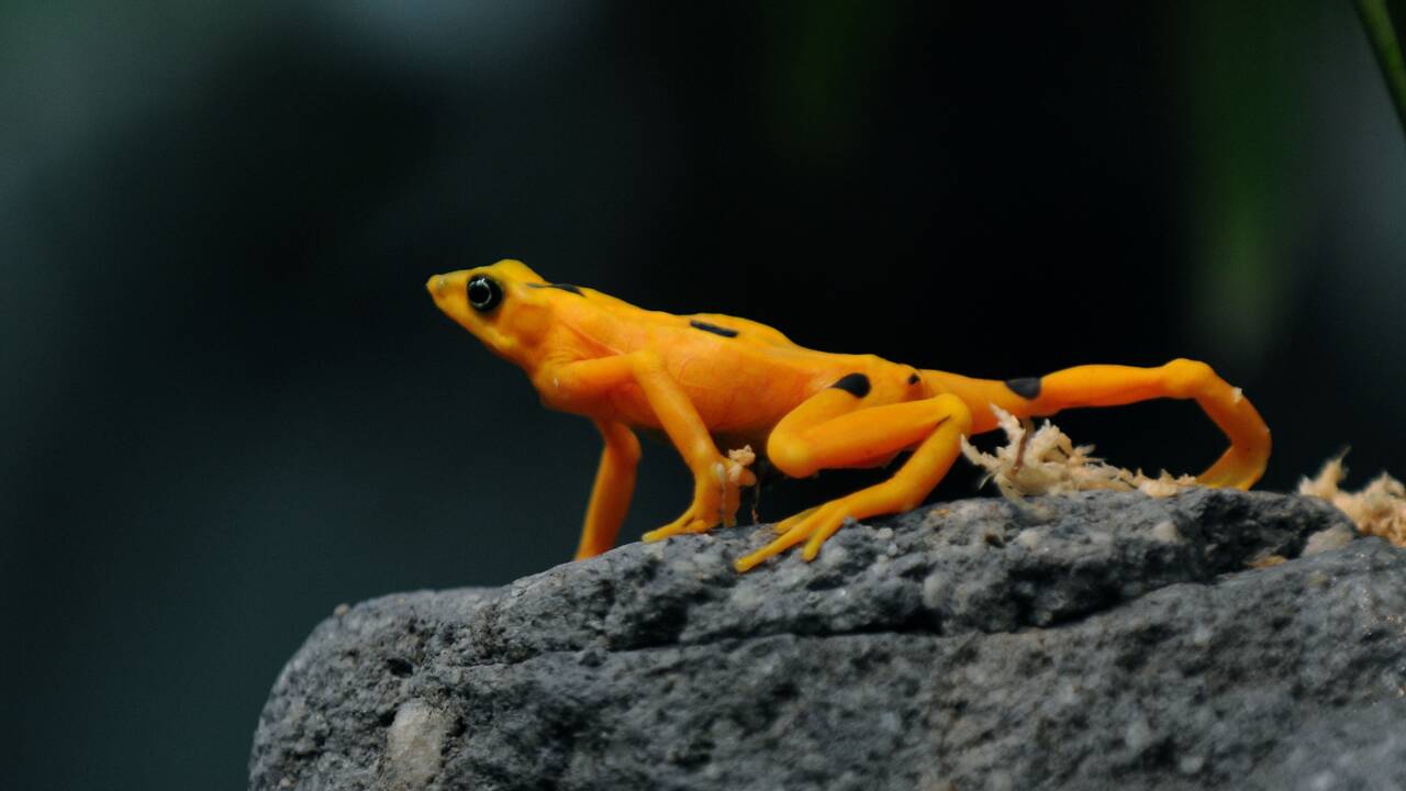Ce champignon tueur menace d'exterminer les dernières grenouilles dorées du Panama