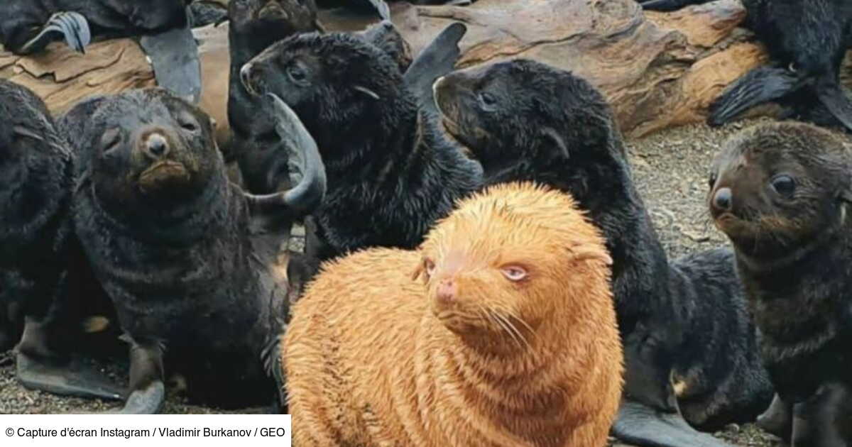 Un Rarissime Bebe Otarie Roux Observe En Russie Geo Fr