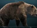 Sibérie : découverte d’une momie d’ours des cavernes vieille de plusieurs milliers d’années