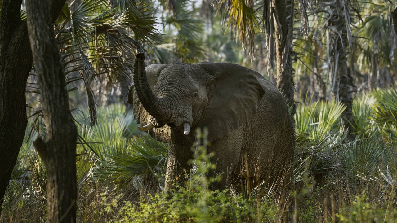 Eléphants, buffles, hippopotames... Au Mozambique, le paradis retrouvé de Gorongosa