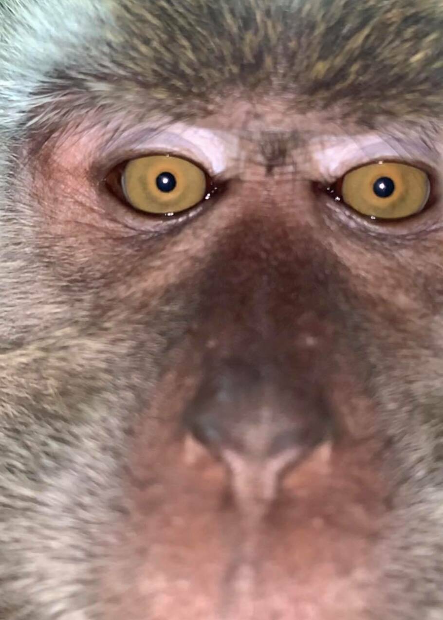 Malaisie : il perd son smartphone et le retrouve avec les selfies d’un singe