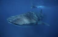 Le plus grand animal omnivore du monde n'est pas celui que l'on croyait ! 2 Et le record du plus gros poisson du monde revient à... la femelle requin baleine