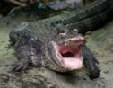 Ig Nobel 2020 : un alligator chinois sous hélium récompensé par les prix de la science insolite