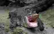 Ig Nobel 2020 : un alligator chinois sous hélium récompensé par les prix de la science insolite