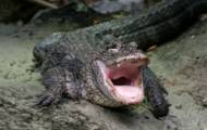 Ig Nobel 2020: aligator chinois sous helium recompensé par les prix de la science insolite
