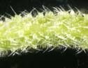 Cette plante urticante australienne produit un redoutable venin similaire à celui des araignées