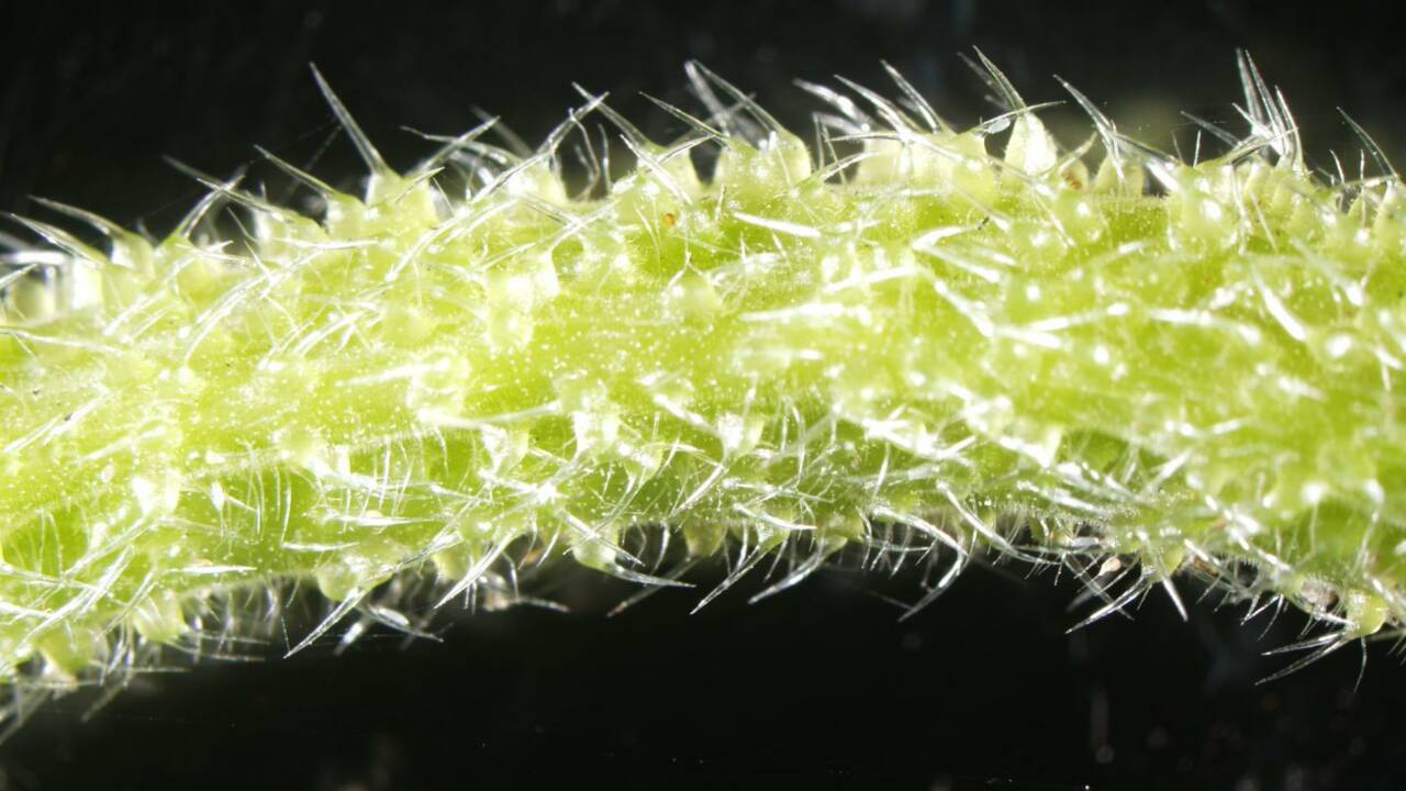 Cette plante urticante australienne produit un redoutable venin similaire à celui des araignées