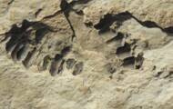 In Saudi-Arabien wurden 120.000 Jahre alte menschliche Fußabdrücke gefunden