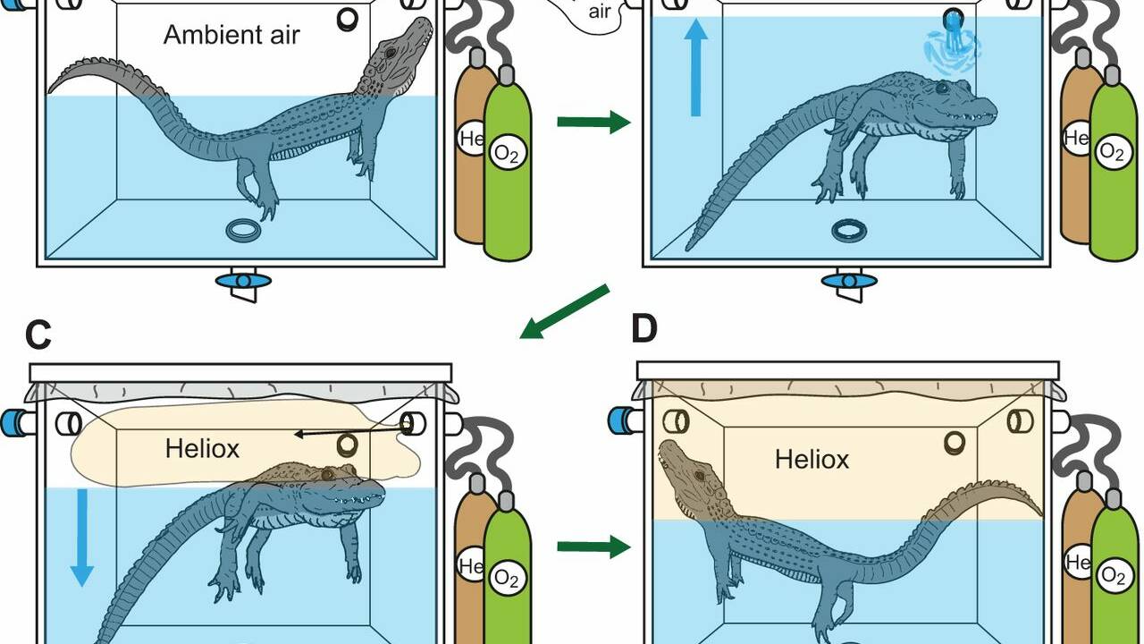 Ig Nobel 2020 : un alligator chinois sous hélium récompensé par les prix de la science insolite