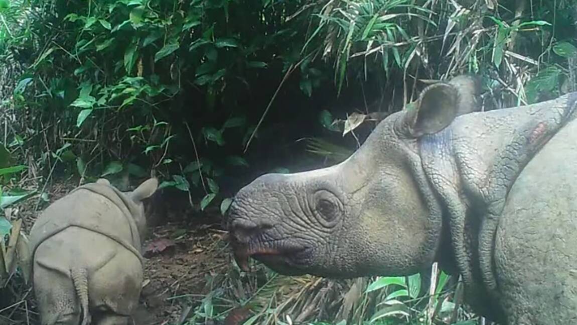 Deux bébés rhinocéros de Java, espèce en voie d'extinction, repérés dans un parc indonésien