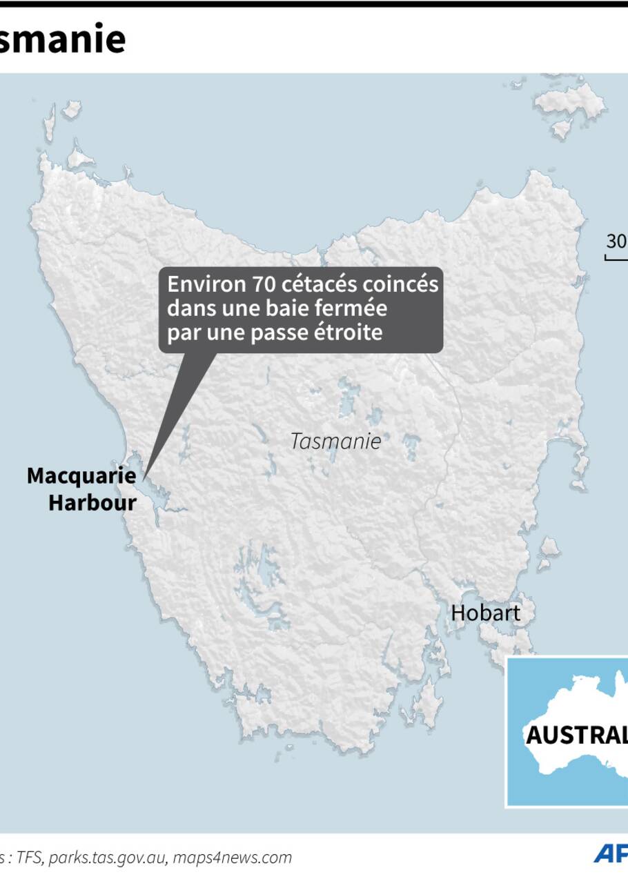 Course contre la montre en Tasmanie pour libérer près de 200 cétacés coincés dans une baie