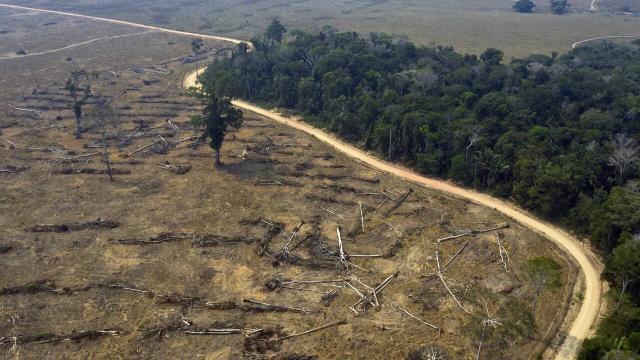 Déforestation en Amazonie: Casino mis en demeure par plusieurs ONG