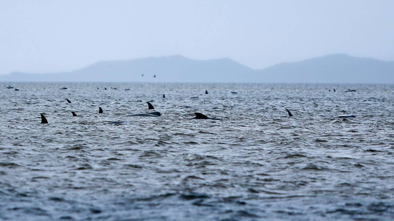 Hécatombe de "dauphins-pilotes" coincés dans une baie en Tasmanie