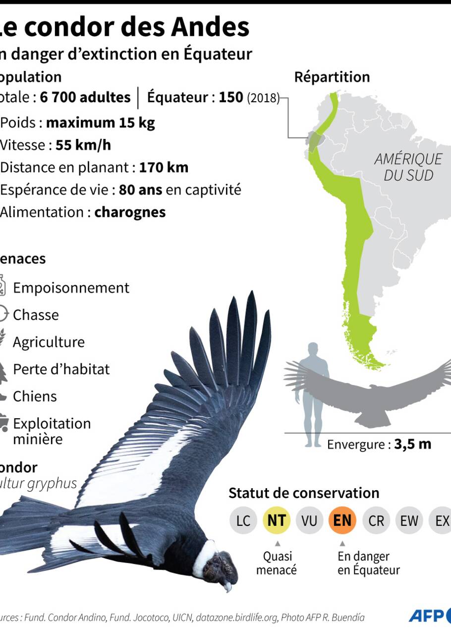 Equateur : un couple de condors ravive les espoirs sur la protection de l'espèce