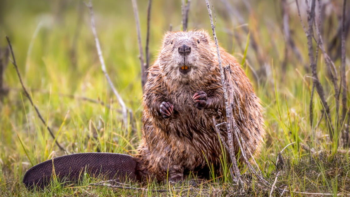 Comment les castors aident à lutter contre les incendies en Amérique du