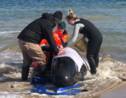 Hécatombe de "dauphins-pilotes" coincés dans une baie en Tasmanie