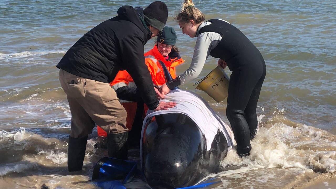 Des "dauphins-pilotes" euthanasiés en baie de Tasmanie