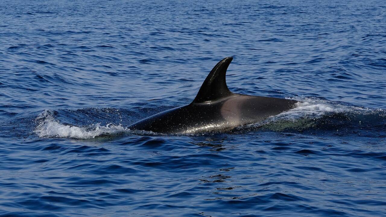 Plusieurs orques photographiées près des côtes basques, fait rare