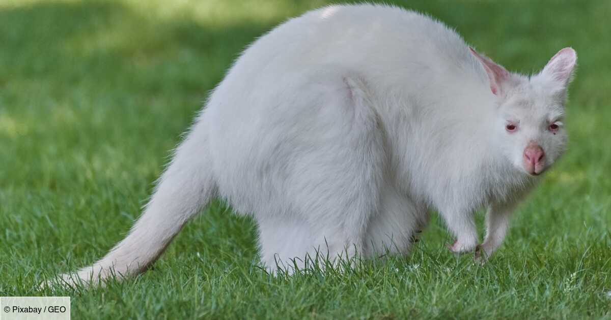 Naissance Rarissime D Un Kangourou Albinos En Australie Geo Fr