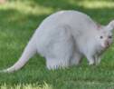 Naissance rarissime d'un kangourou albinos en Australie
