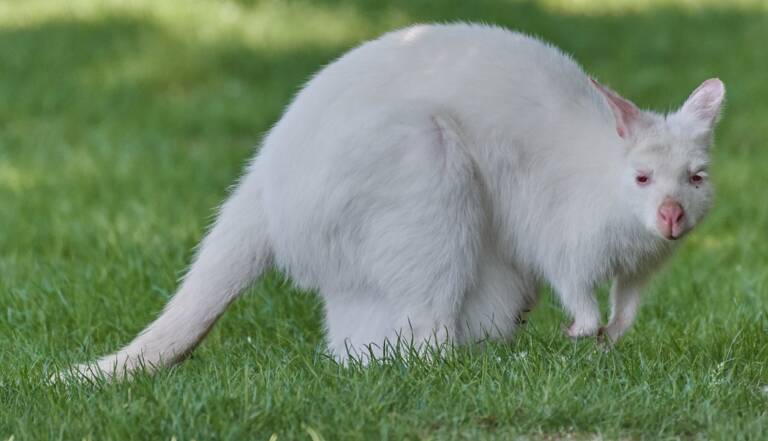 Naissance Rarissime D Un Kangourou Albinos En Australie Geo Fr