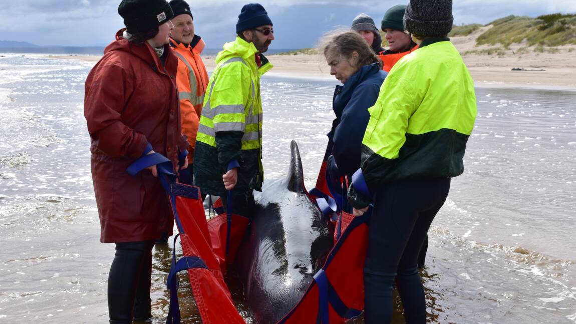 Sinistre besogne pour les sauveteurs des "dauphins-pilotes" en Tasmanie