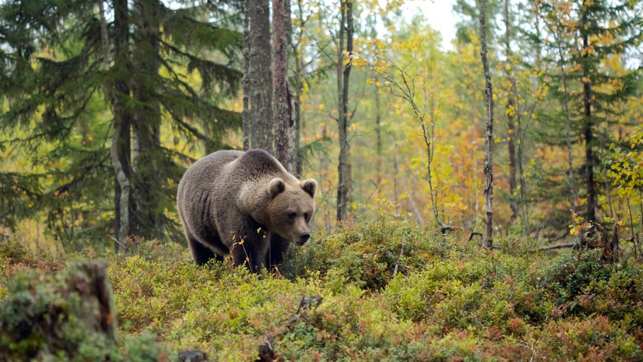 Des loups, des ours et des gloutons : en Finlande, on est parti à l'affût des grands prédateurs