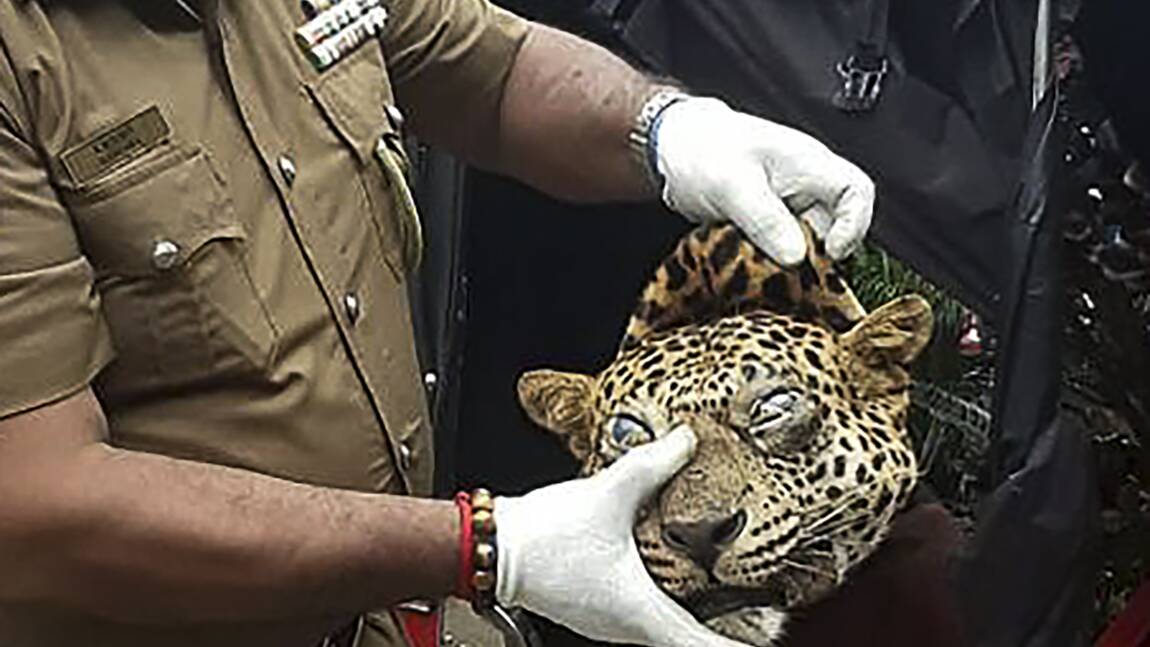 Sri Lanka: ils voulaient vendre la viande d'un léopard pour soigner l'asthme