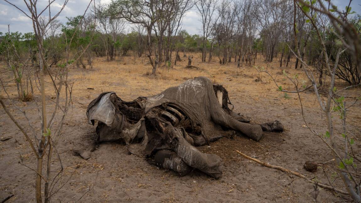 Zimbabwe: mort de douze autres éléphants, la même bactérie soupçonnée