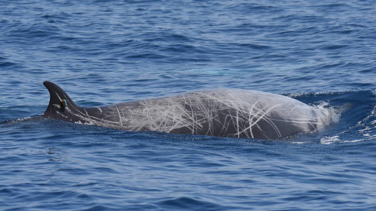 Une baleine de Cuvier établit un nouveau record de plongée 