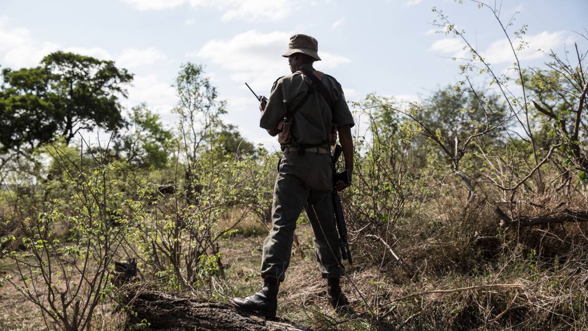 Un semi-marathon pour soutenir les gardes qui protègent la faune des parcs africains