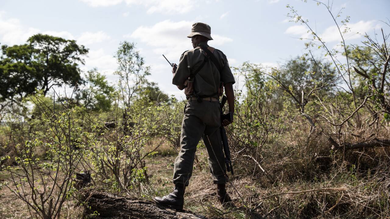 Un semi-marathon pour soutenir les gardes qui protègent la faune des parcs africains