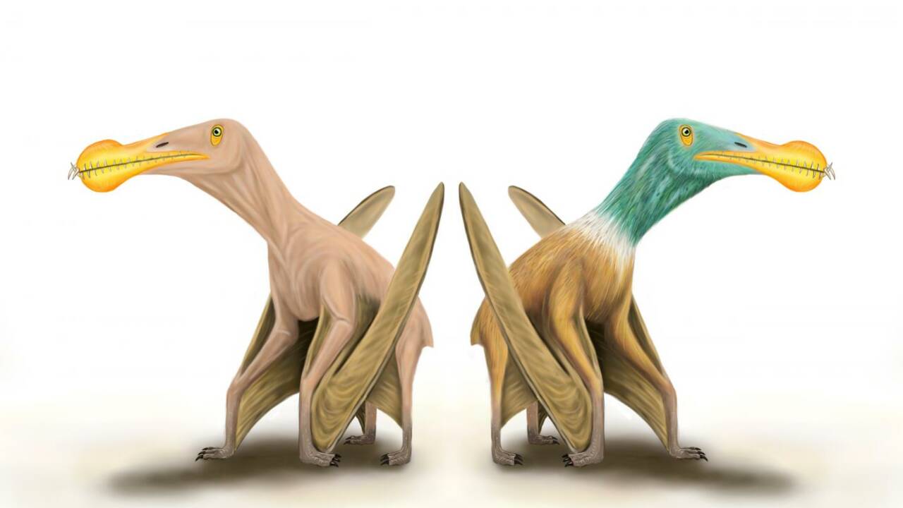 Non, les ptérosaures n'avaient pas de plumes, selon une étude