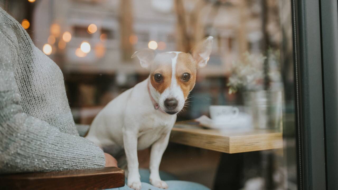 Le premier café accueillant les chiens fait des heureux en Arabie 