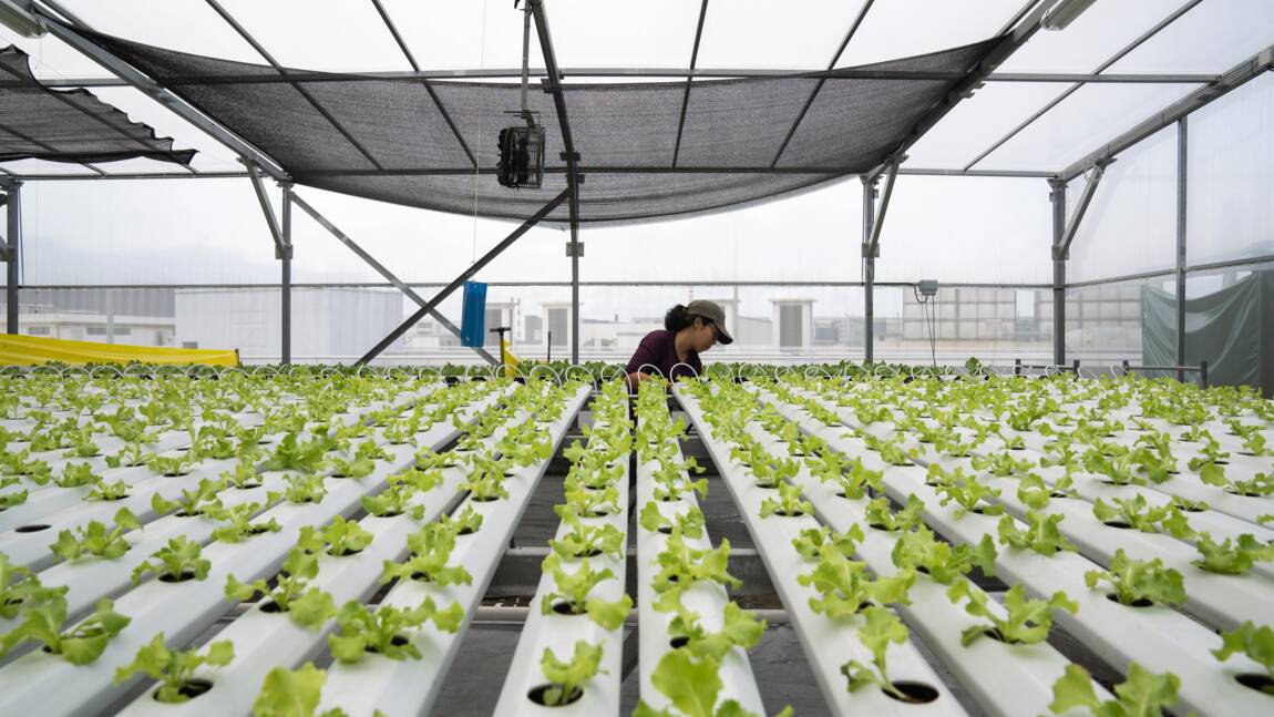 Jeunes pousses sur gratte-ciels : l'agriculture sur les toits de Singapour décolle